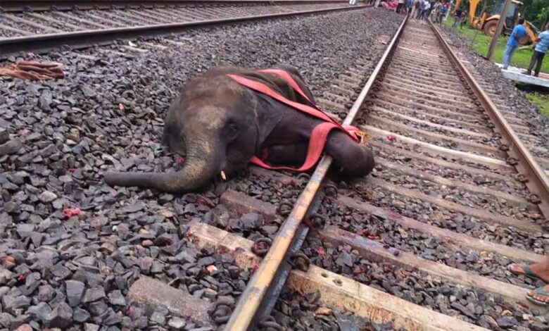 पश्चिम-बंगाल-में-दर्दनाक-हादसा:-ट्रेन-से-टकराकर-तीन-हाथियों-की-मौत,-वन-विभाग-की-लापरवाही-पर-उठे-सवाल
