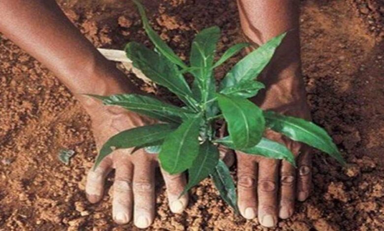 सागर-:-खुरई-में-‘एक-पेड़-मां-के-नाम’-अभियान-के-अंतर्गत-एक-ही-दिन-में-61,700-से-अधिक-पौधे-रोपे-गए