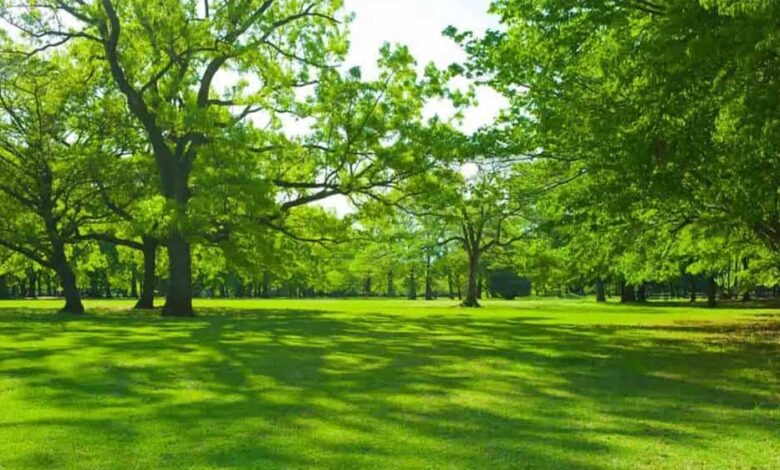 इंदौर-को-मिलेगी-हरियाली-की-सौगात:-बनेगा-प्रदेश-का-पहला-ऑक्सीजन-गार्डन