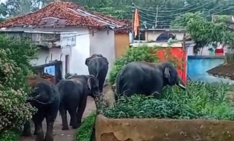 बुढ़ार-में-फिर-घुसे-जंगली-हाथी:-कई-घरों-में-की-तोड़फोड़,-ग्रामीणों-में-दहशत