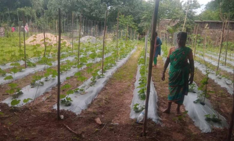 बस्तर-में-‘बिहान’-से-लखपति-दीदी-बनने-की-ओर-अग्रसर-महिलाएं