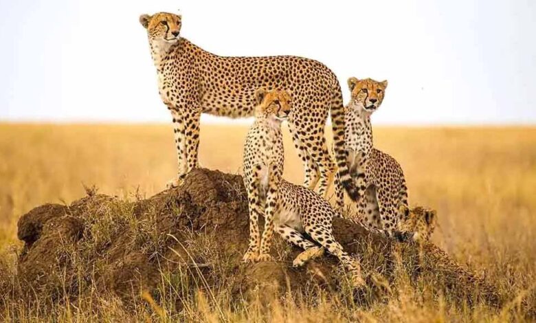 कूनो-में-बारिश-बनी-चीतों-के-लिए-चुनौती,-दलदल-में-फंसने-का-खतरा-बढ़ा