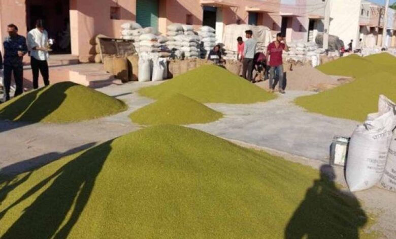 जबलपुर-में-5-दिन-से-मूंग-उड़द-खरीदी-ठप,-सर्वर-डाउन-से-परेशान-किसान