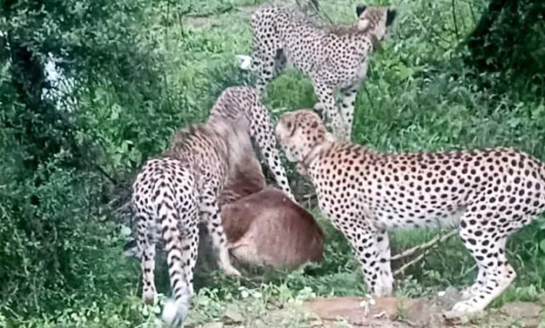 मादा-चीता-ज्वाला-अपने-तीन-शावकों-के-साथ-विजयपुर-क्षेत्र-के-गसवानी-के-पास-बारिश-के-बीच-देखी-गई