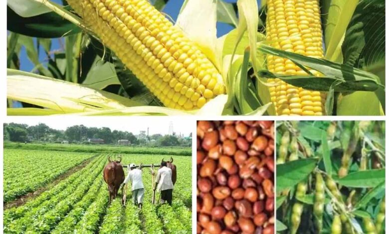 दलहन,-तिलहन-की-फसल-लेने-पर-भी-किसानों-को-मिलेगा-कृषक-उन्नति-योजना-का-फायदा