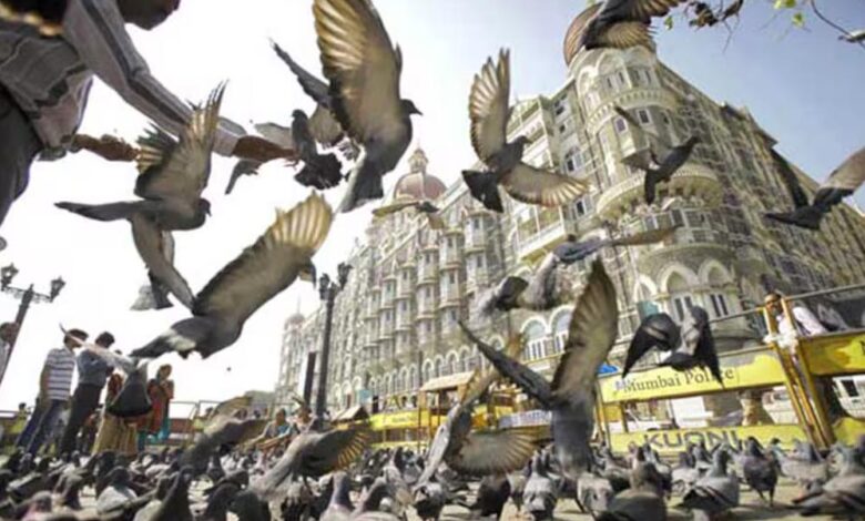 मुंबई-में-कबूतरखानों-पर-ब्रेक:-51-बंद,-दाना-खिलाना-बैन,-100-लोगों-पर-जुर्माना