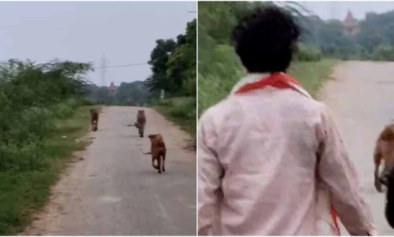 कूनो-के-दो-चीते-मानपुर-में-मचाने-लगे-धमाल,-कुत्ते-संग-पीछे-पीछे-दौड़े-ग्रामीण