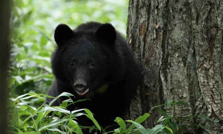 भालुओं-का-आतंक:-विभाग-सोया,-जनता-डरी