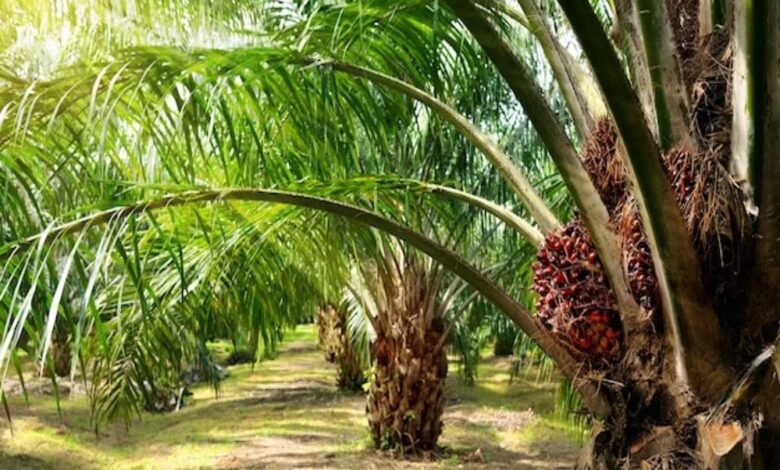 रायपुर-:-पॉम-की-खेती-से-किसानों-को-मिलेगा-आय-का-स्थायी-जरिया