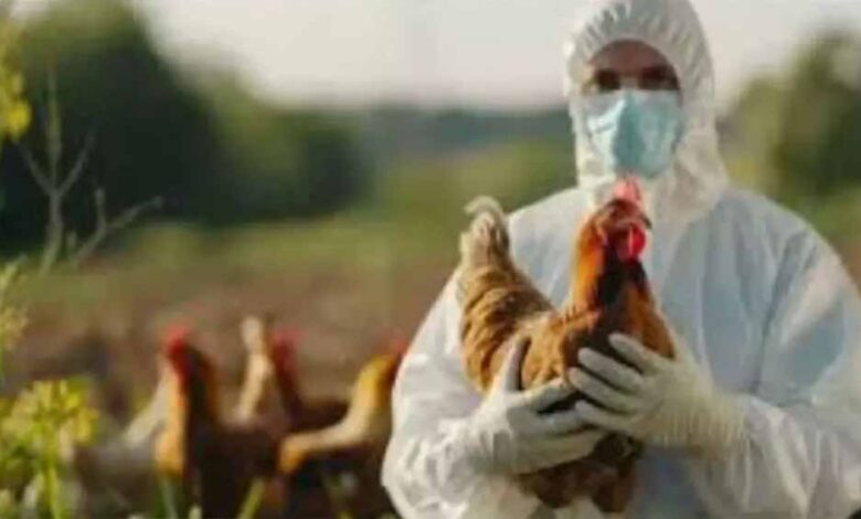 यूपी-के-बाद-उत्तराखंड-में-भी-बर्ड-फ्लू-का-अलर्ट,-जिला-प्रशासन-सतर्क