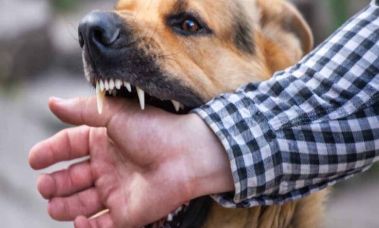 बरसात-में-कुत्तों-का-आक्रामक-रवैया:-बिलासपुर-में-2-दिन-में-50-लोग-घायल