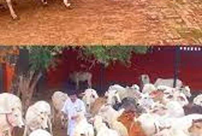 गोसंरक्षण:-सिर्फ-परंपरा-नहीं,-हमारी-जिम्मेदारी-भी