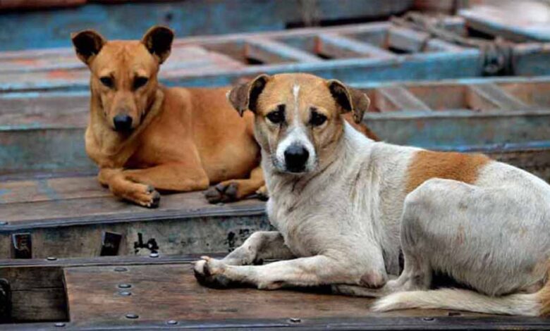लावारिस-कुत्तों-पर-sc-के-फैसले-से-खुश-राहुल-गांधी,-बताए-2-बड़े-फायदे