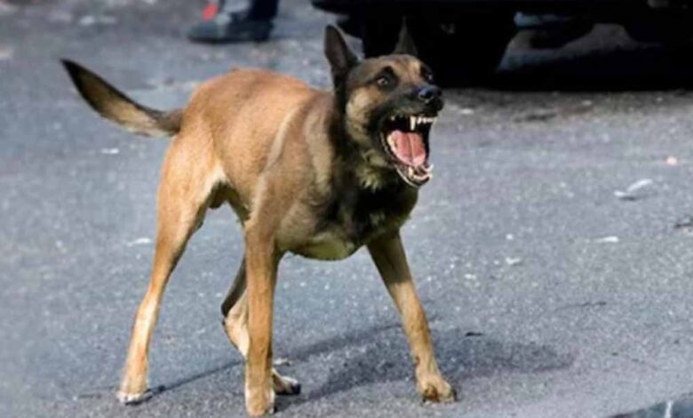 आवारा-कुत्तों-का-आतंक:-10-साल-की-बच्ची-पर-झुंड-का-हमला,-मुश्किल-से-बची-जान