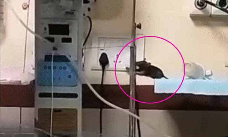इंदौर: नवजात बच्चों को चूहों ने कुतर दिया, NICU में भयावह हालात