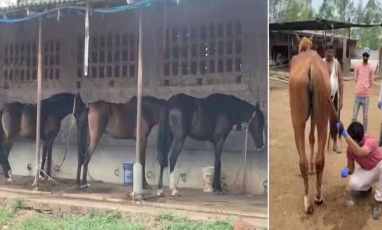 जबलपुर:-19-घोड़ों-की-मौत,-मालिक-और-हैदराबाद-कंपनी-पर-पशु-क्रूरता-का-केस