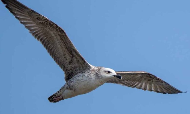 5-साल-बाद-रूसे-जलाशय-में-दिखी-दुर्लभ-steppe-gull,-मध्य-भारत-की-जैव-विविधता-के-लिए-शुभ-संकेत