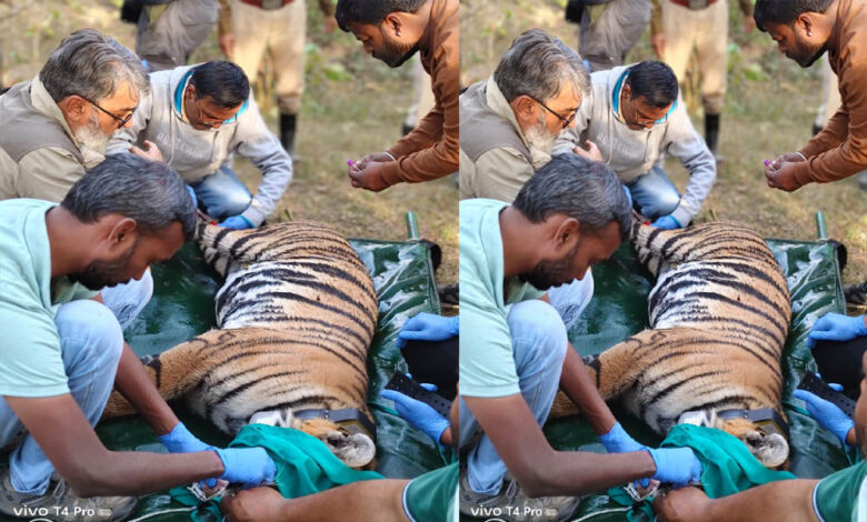 पेंच-टाइगर-रिज़र्व,-मध्यप्रदेश-से-रामगढ़-विषधारी-टाइगर-रिज़र्व,-राजस्थान-में-एक-बाघिन-का-सफल-स्थानांतरण