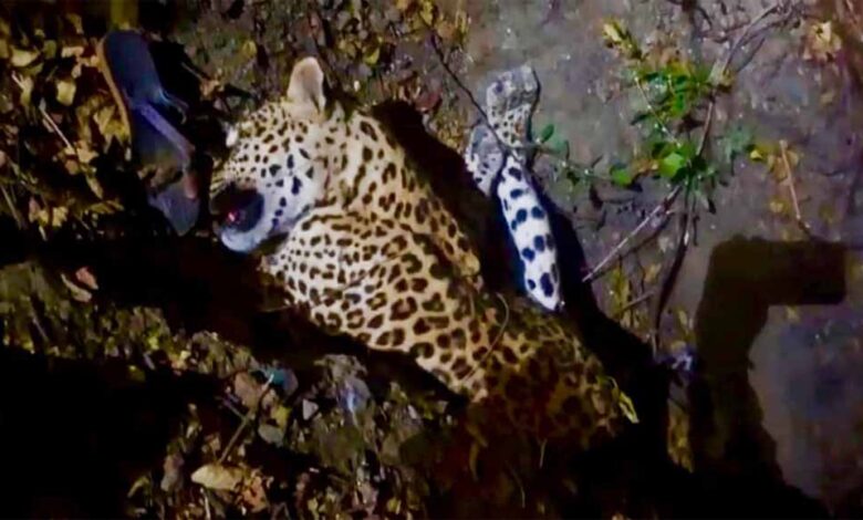 जंगल-में-तेंदुए-का-रहस्यमय-शिकार,-चारों-पंजे-गायब-मिलने-से-मचा-हड़कंप