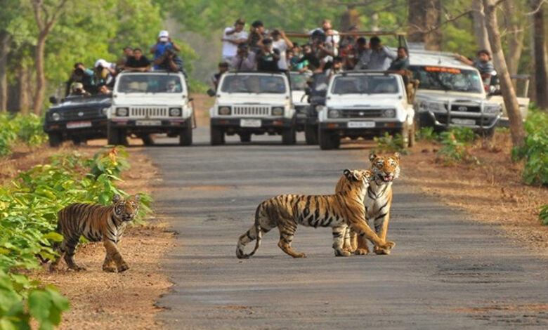 धोखाधड़ी-से-बचें—टाइगर-रिज़र्व-में-सफारी-mponlinegov.in-से-ही-करें-बुकींग