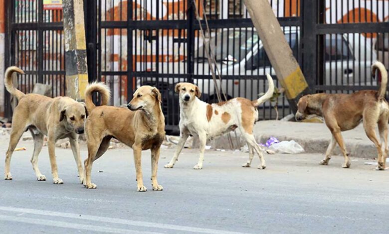 कुत्तों-को-नसबंदी-के-बाद-बिरयानी-खिला-रहा-निगम,-कांग्रेस-बोली-‘करप्शन-कर-रहे-हैं,-किसकी-बिरयानी?’