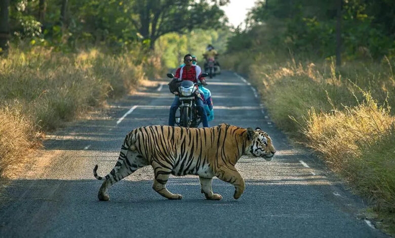 mp-में-बनेगा-625-km-लंबा-‘टाइगर-टूरिज्म-कॉरिडोर’,-पेंच,-कान्हा,-बांधवगढ़-और-पन्ना-को-जोड़ेगा-सड़क-मार्ग