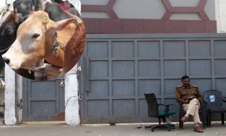 भोपाल-गोकशी-कांड-में-‘सफेद-झूठ’-से-उठा-पर्दा,-क्लीन-चिट-देने-वाली-पुलिस-अब-खुद-फंसी