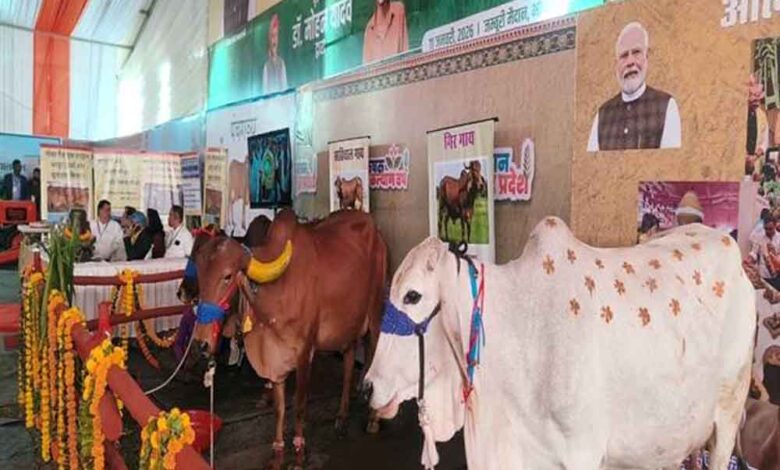 आंध्र-प्रदेश-की-प्रसिद्ध-पुंगनूर-गाय-बनी-आकर्षण-का-केंद्र