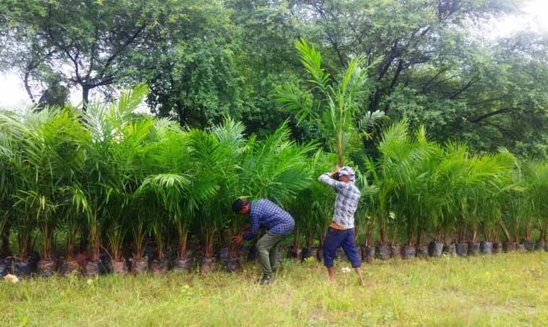 ऑयल-पाम-की-खेती-को-बढ़ावा,-अतिरिक्त-अनुदान-से-किसानों-की-बढ़ेगी-आय
