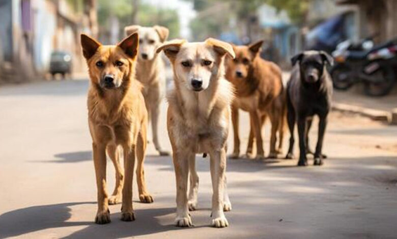 mp-से-खत्म-होगा-कुत्तों-और-मवेशियों-का-‘आतंक’,-स्कूल-और-अस्पतालों-के-बाहर-बनेगी-‘किलानुमा’-दीवार