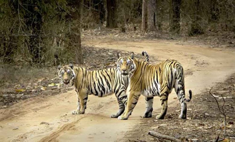 बाघ-संरक्षण-की-वैश्विक-मिसाल-बना-मध्यप्रदेश