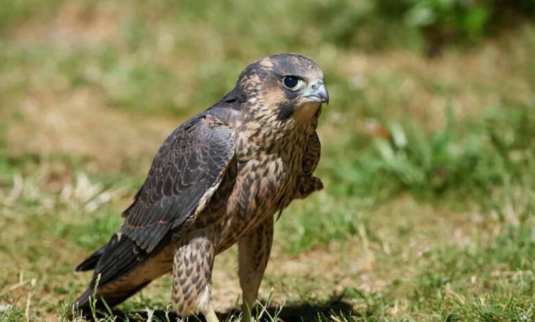 उदंती-सीतानदी-में-दिखा-दुनिया-का-सबसे-तेज़-उड़ने-वाला-पक्षी:-पेरेग्रीन-फाल्कन-की-मौजूदगी