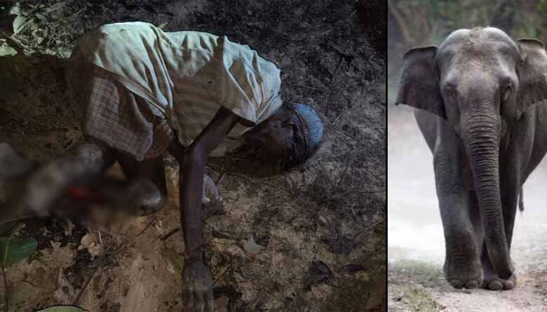 लकड़ी-लेने-गए-बुजुर्ग-पर-हाथी-का-हमला,-मौके-पर-मौत,-100-से-ज्यादा-हाथियों-से-गांव-में-दहशत