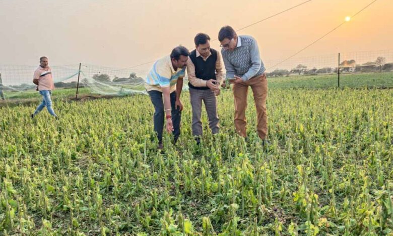 उप-मुख्यमंत्री-देवड़ा-ने-किया-ओलावृष्टि-प्रभावित-फसलों-का-निरीक्षण