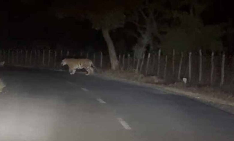 अमरकंटक-में-सड़क-पर-दिखा-बाघ,-गुजरते-शिक्षक-ने-मोबाइल-में-कैद-किया-रोमांचक-नज़ारा