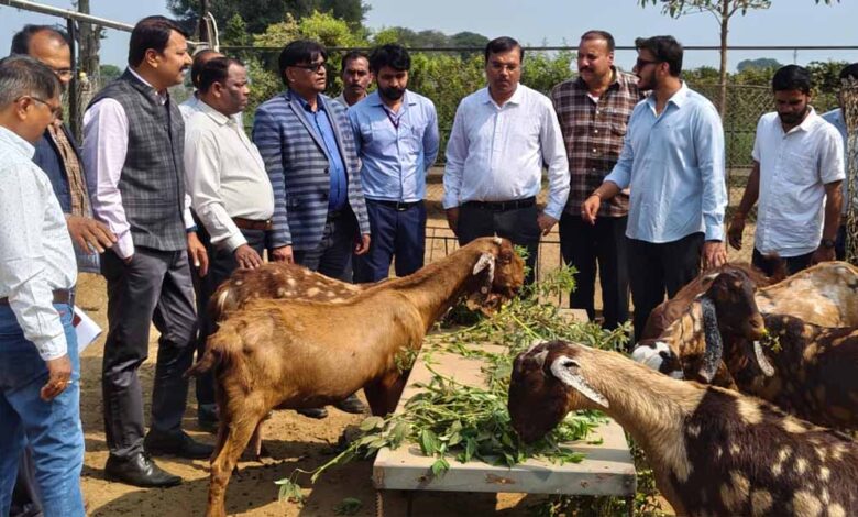 मध्य-प्रदेश-में-बकरी-पालन-पर-50%-सब्सिडी,-सरकार-का-राष्ट्रीय-पशुधन-मिशन-से-किसानों-को-मिलेगा-सुपरहिट-बिजनेस-मौका