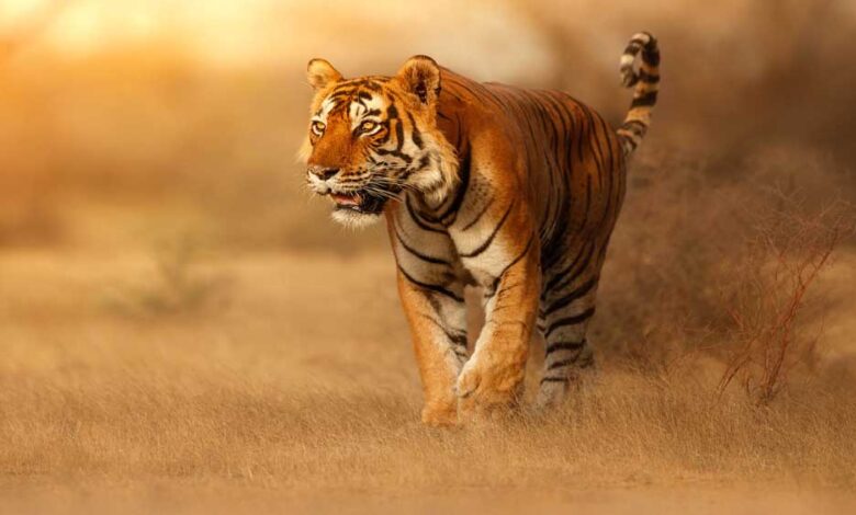 बांधवगढ़-की-बाघिन-का-रिश्ता-तय,-राजस्थान-में-होगी-विदाई-हेलीकॉप्टर-से,-मुकुंदरा-हिल-टाइगर-रिजर्व-में-शिफ्ट