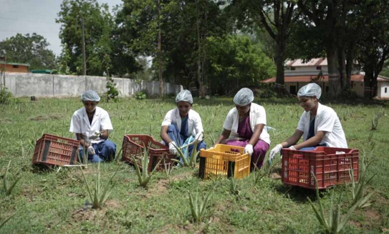 एलोवेरा-आधारित-पर्सनल-केयर-उत्पादों-से-पहचान-बना-रहा-दुगली-का-वन-धन-विकास-केंद्र