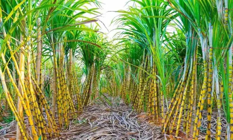 chhattisgarh-के-गन्ना-किसानों-के-खाते-में-करोड़ों-की-राशि,-होली-से-पहले-बड़ी-राहत