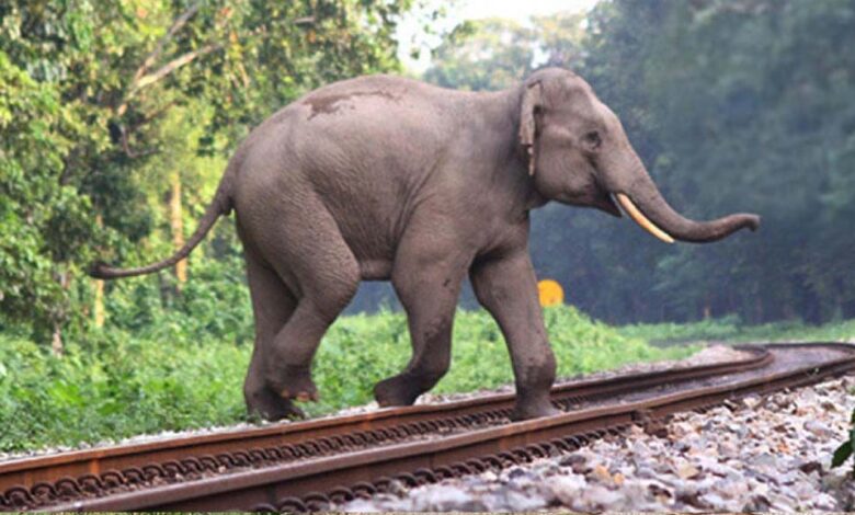 रातापानी-में-बनेंगे-चार-एनीमल-ओवरपास,-10-साल-में-मिडघाट-में-10-तेंदुए-और-9-बाघ-हुए-मृत