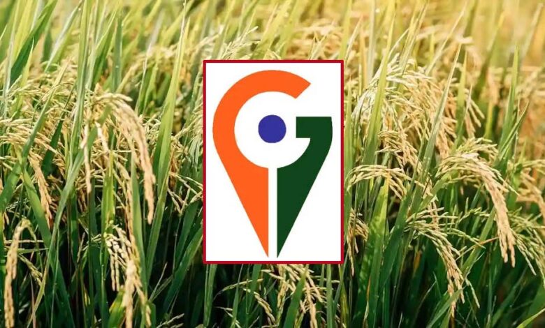 मध्य-प्रदेश-में-अब-तक-बालाघाट-का-‘चिन्नौर’-धान-और-रीवा-का-‘सुंदरजा’-आम-ही-जीआइ-टैग-प्राप्त-कर-पाए