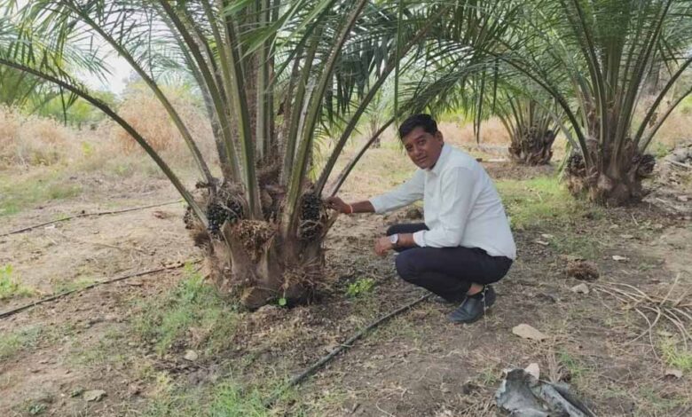 एक-एकड़-में-सवा-लाख-रुपए-का-मुनाफा-देने-वाला-पाम-ऑयल-की-खेती