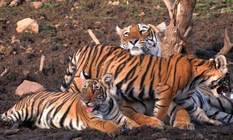 बांधवगढ़-में-ढाई-महीने-में-8-बाघों-की-मौत,-आधे-मामलों-का-पैटर्न-एक-जैसा,-हाईकोर्ट-में-उठा-शिकार-का-सवाल