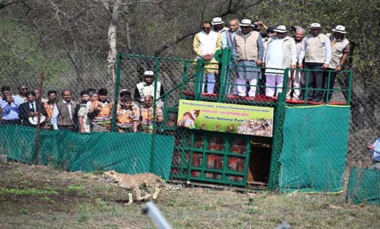 मिशन-चीता-की-नई-सफलता,-बोत्सवाना-से-9-और-चीते-कूनो-पहुंचे,-भारत-में-संख्या-हुई-48