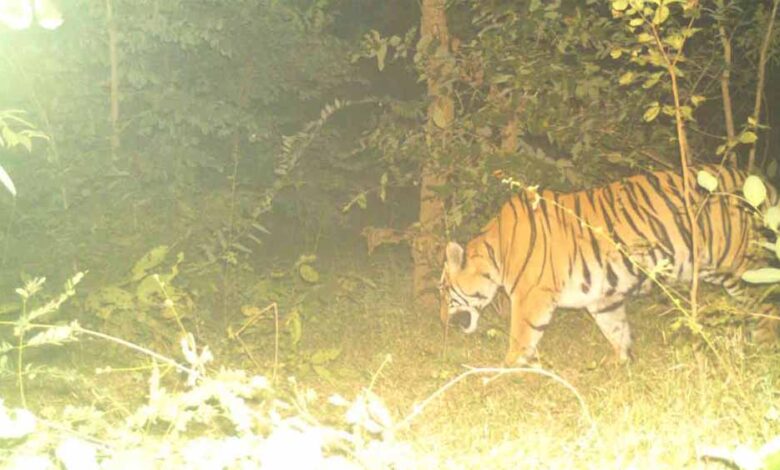 छत्तीसगढ़–महाराष्ट्र-सीमा-पर-बाघ-का-आतंक:-दिन-दहाड़े-मवेशी-पर-हमला,-ग्रामीण-पेड़-पर-चढ़कर-बची-जान