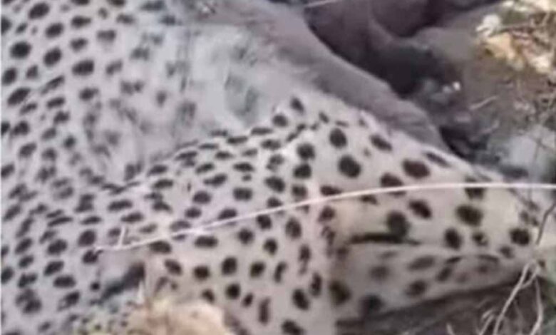 कूनो-नेशनल-पार्क-में-ज्वाला-चीता-ने-दिया-पांच-शावकों-को-जन्म,-चीतों-की-संख्या-पहुंची-50-के-पार