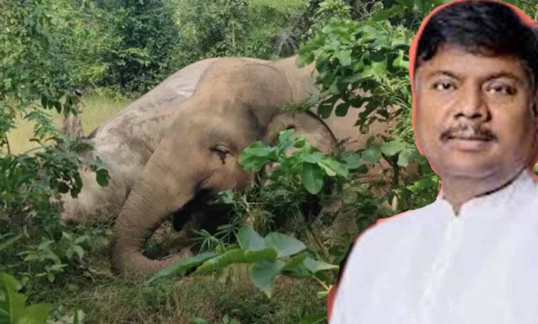 छत्तीसगढ़-विधानसभा-में-वन-मंत्री-ने-किया-खुलासा,-तीन-साल-में-9-बाघ-और-38-हाथियों-की-मौत