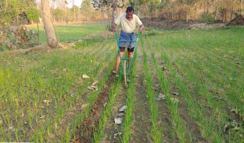 मोटे-अनाज-की-खेती-बनी-किसानों-के-लिए-फायदेमंद-सौदा