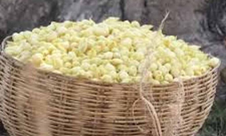 आदि-परब-में-जशप्योर-स्टॉल-की-धूम:-महुआ-को-मिला-सुपरफूड-का-दर्जा