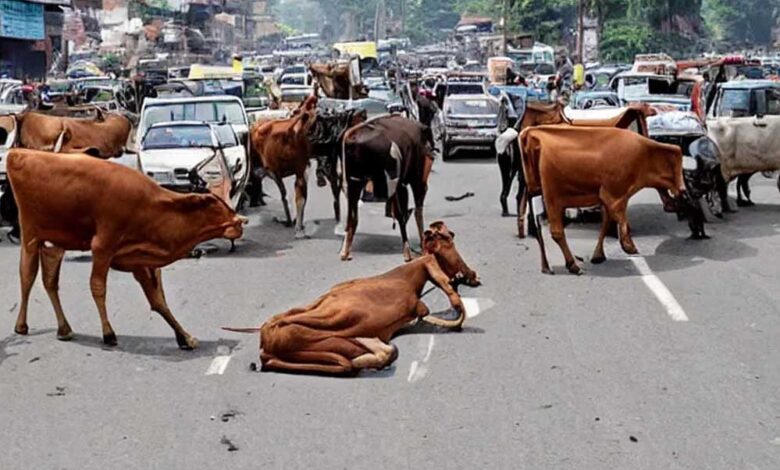 मध्य-प्रदेश-के-40-लाख-आवारा-पशुओं-को-मिलेगा-12-अंकों-का-कोड,-केसरिया-टैग-से-होगी-पहचान